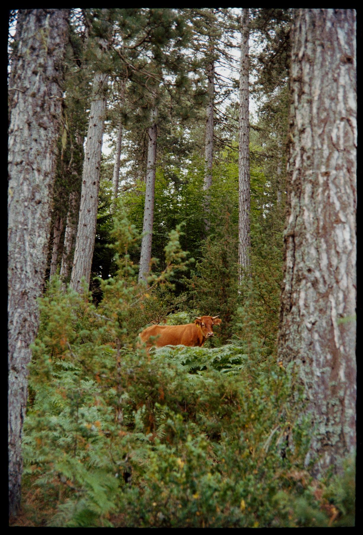 Valia Calda - Image 0